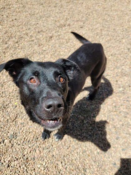 Mercedes, ADOPTABLE, Adult Female Labrador Retriever.