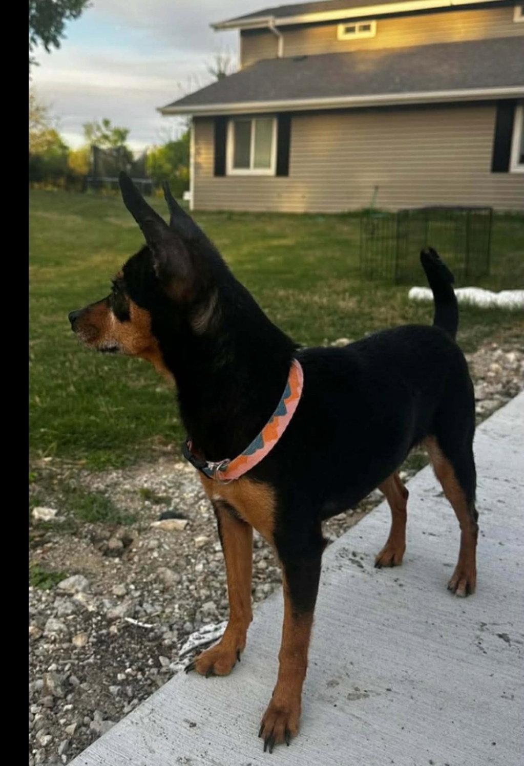 Enlarge Lily, a Adoptable Chihuahua in Dallas, TX image 2/2