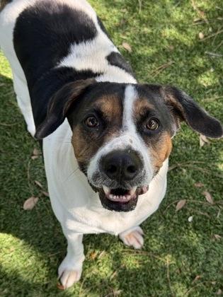 Lilo - 1, a Adoptable mixed breed in Daytona Beach, FL image 2/3