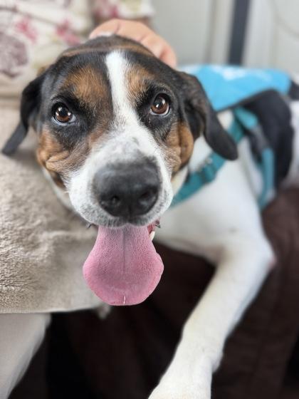 Lilo - 1, a Adoptable mixed breed in Daytona Beach, FL image 3/3