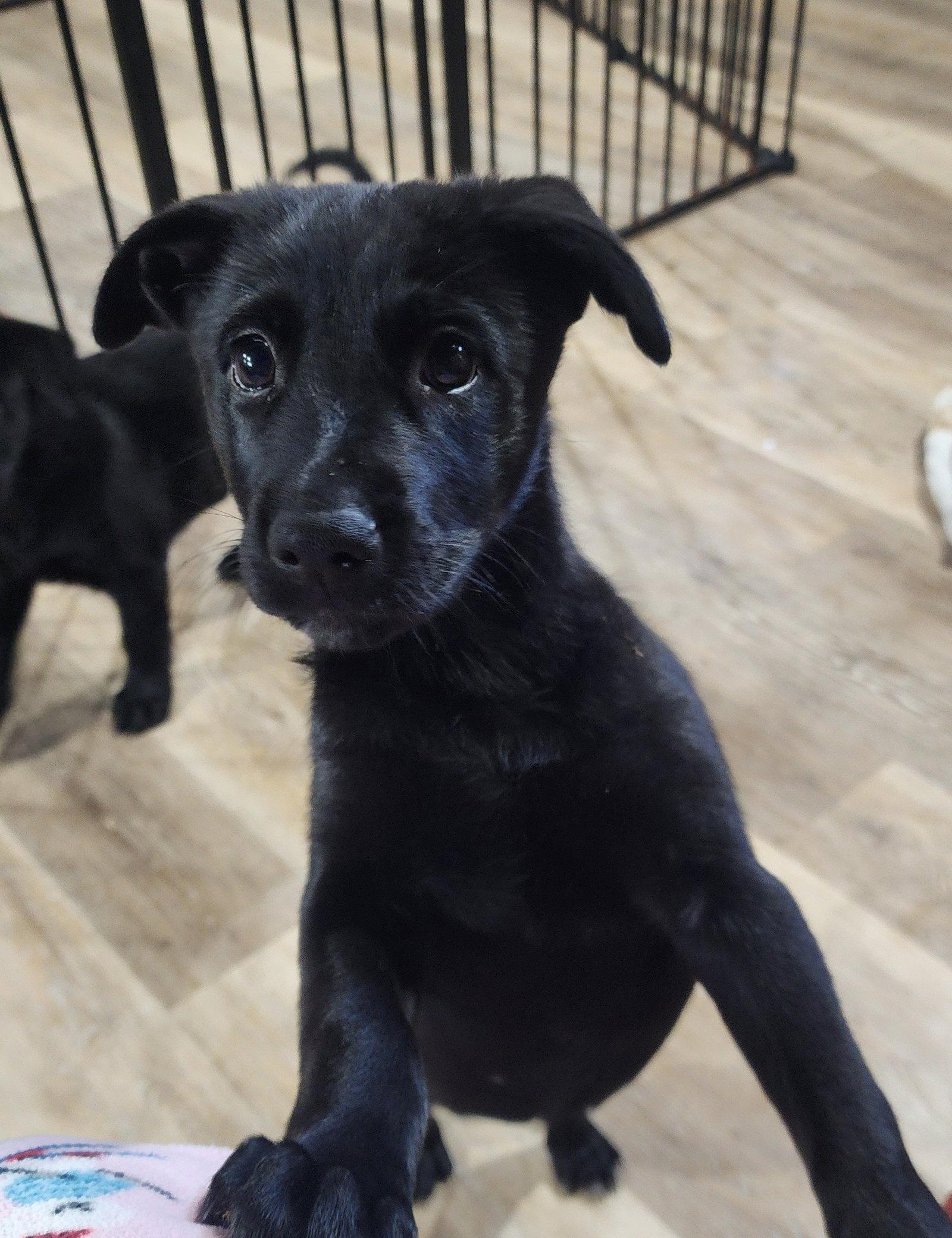Chase, Adopted, Puppy Male Shepherd & Labrador Retriever.