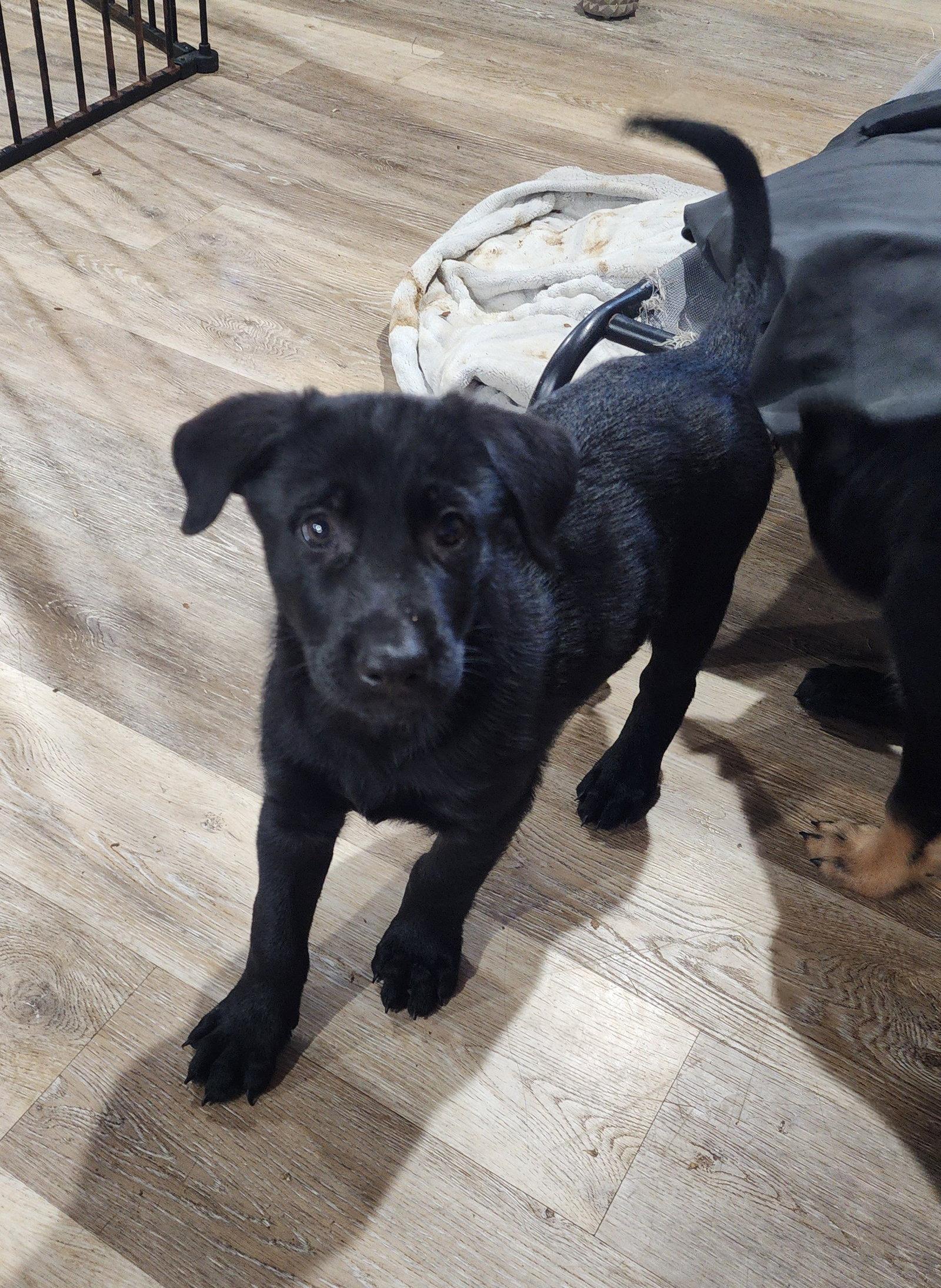 Enlarge Chase, a Adopted mixed breed in Marine City, MI image 2/2