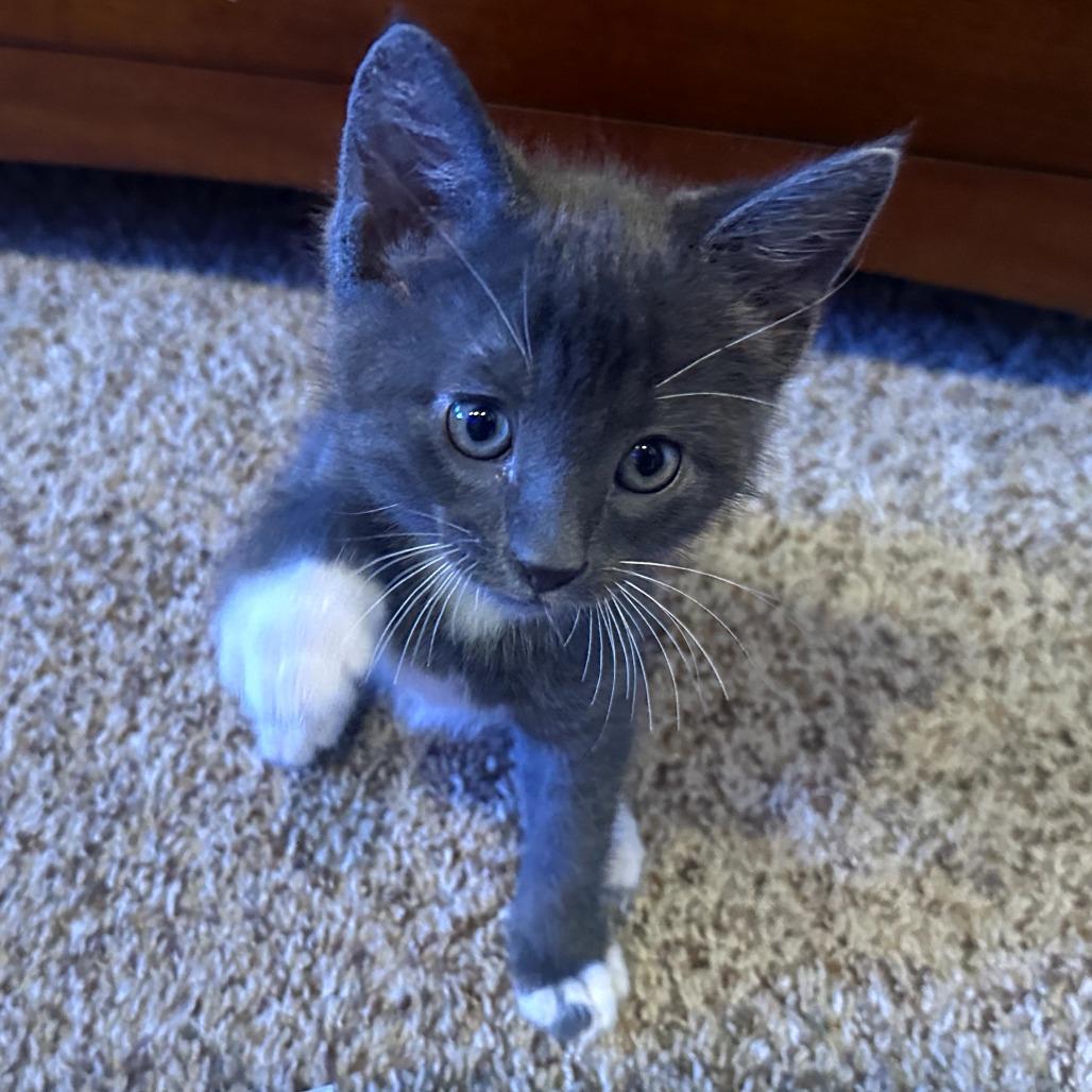 Raptor, a Adoptable Domestic Short Hair in Jacksonville, OR image 1/6