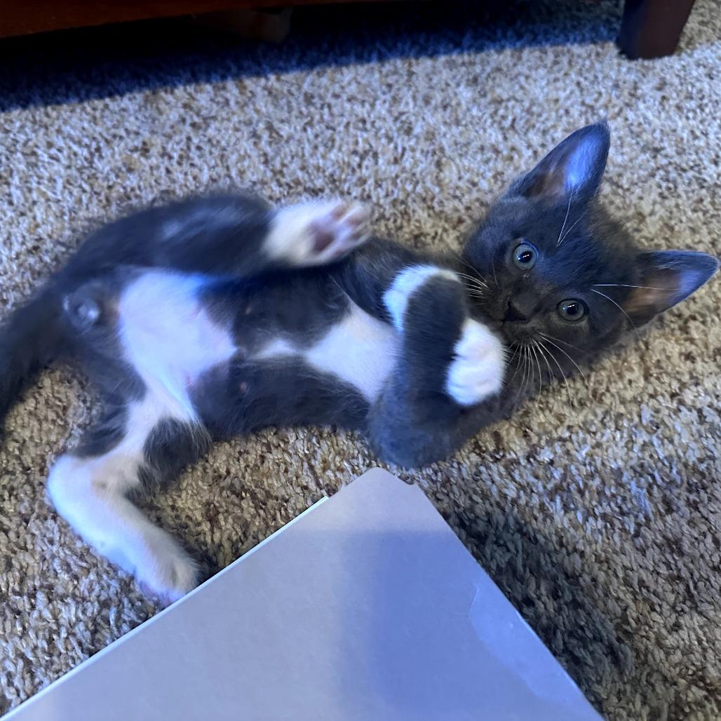 Raptor, a Adoptable Domestic Short Hair in Jacksonville, OR image 2/6