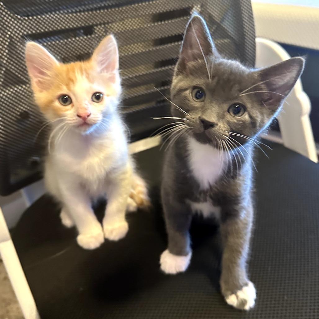 Raptor, a Adoptable Domestic Short Hair in Jacksonville, OR image 3/6