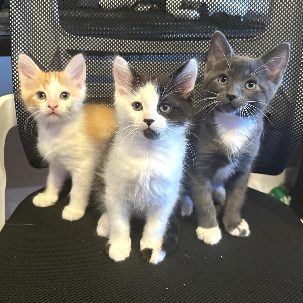 Raptor, a Adoptable Domestic Short Hair in Jacksonville, OR image 4/6