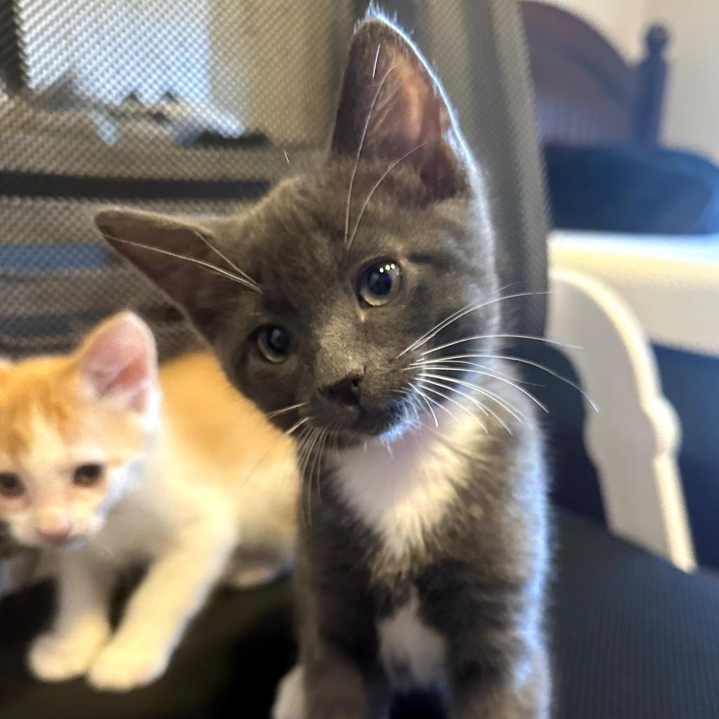 Raptor, a Adoptable Domestic Short Hair in Jacksonville, OR image 5/6