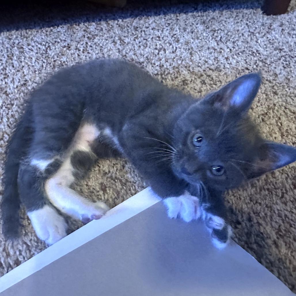 Raptor, a Adoptable Domestic Short Hair in Jacksonville, OR image 6/6