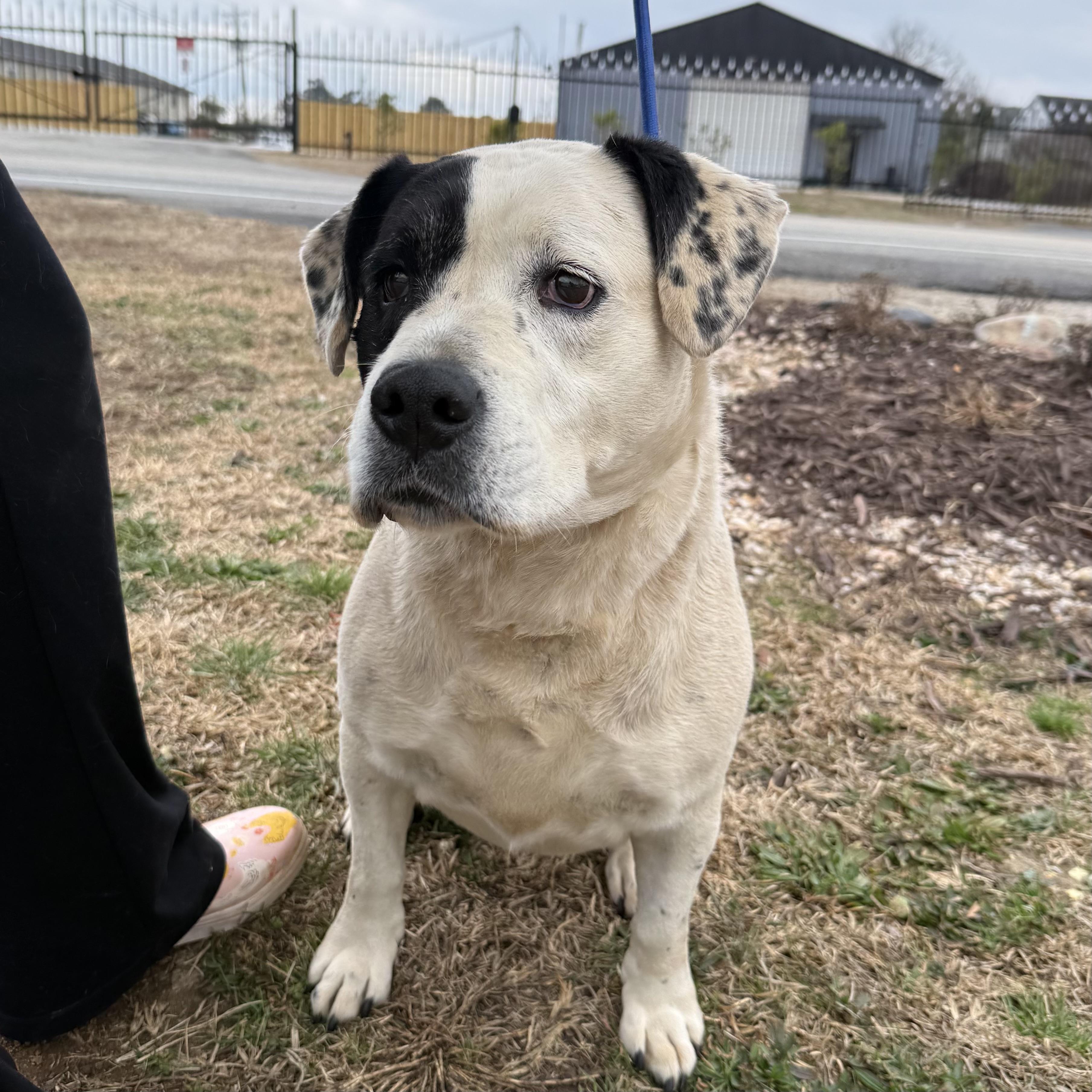Enlarge Savannah, an adoptable mixed breed in Jamaica Plain, MA image 6/6