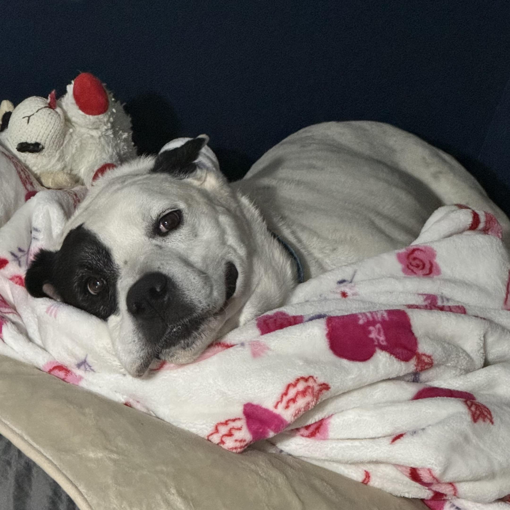 Enlarge Savannah, an adoptable mixed breed in Jamaica Plain, MA image 2/6