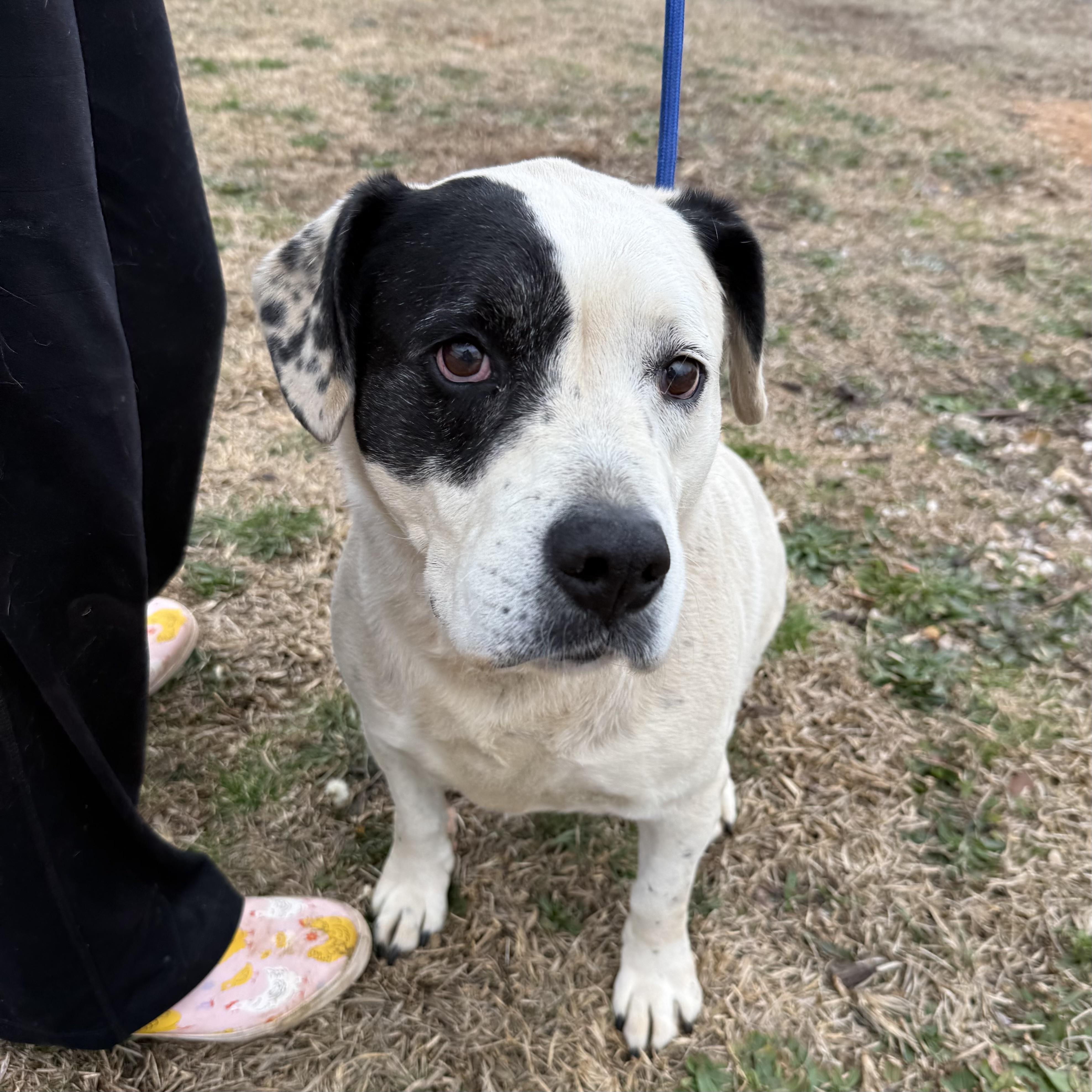 Enlarge Savannah, an adoptable mixed breed in Jamaica Plain, MA image 5/6