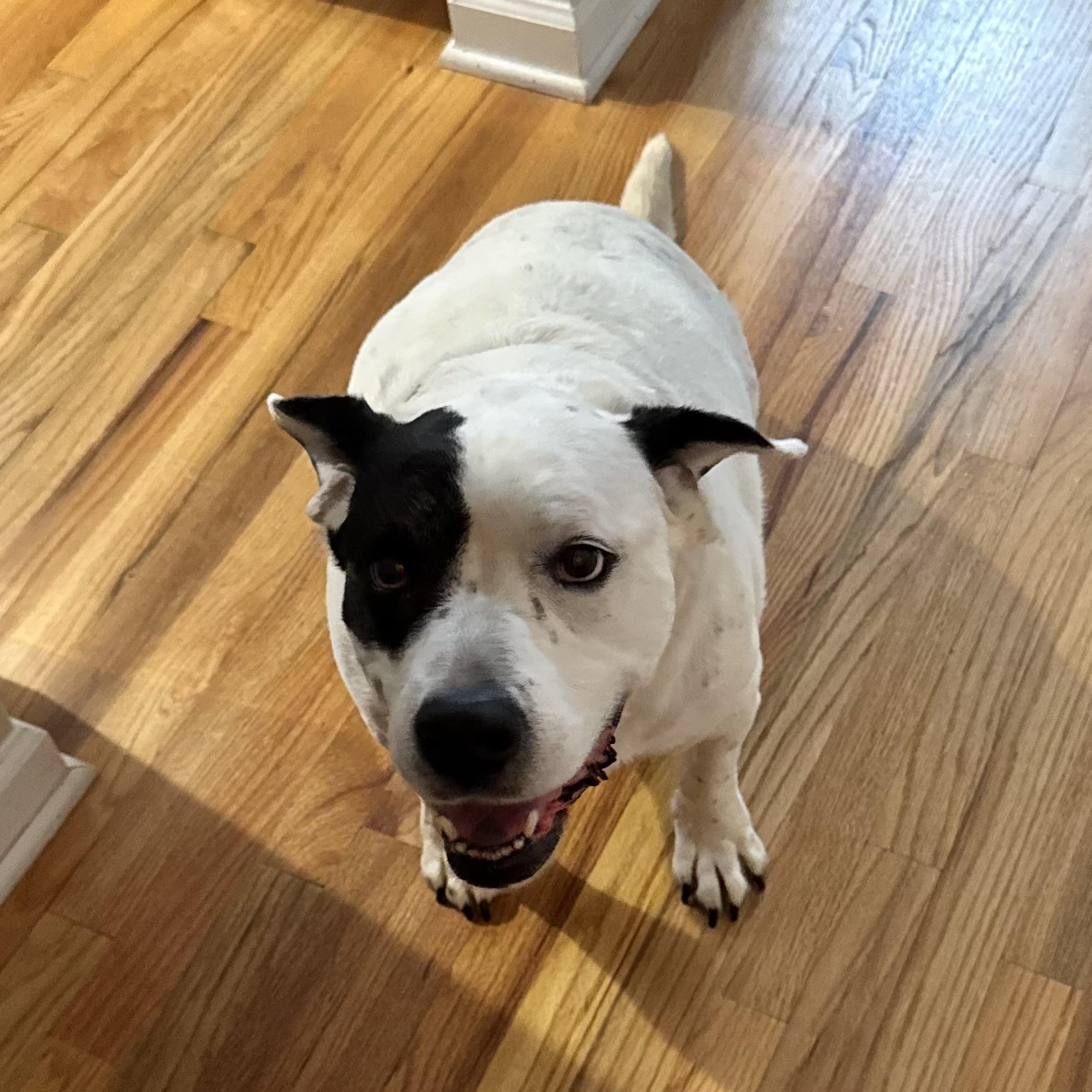 Enlarge Savannah, an adoptable mixed breed in Jamaica Plain, MA image 3/6