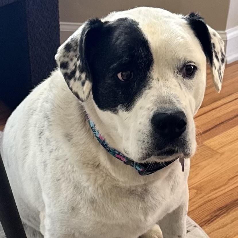 Enlarge Savannah, an adoptable mixed breed in Jamaica Plain, MA image 4/6