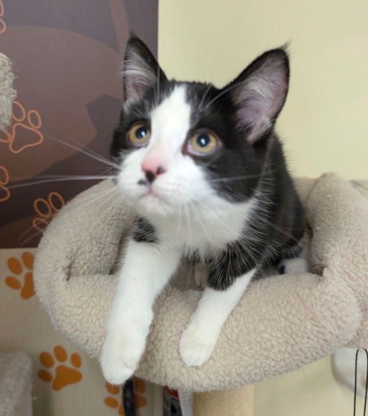 Enlarge Persephone, an adopted Domestic Short Hair in Lake Orion, MI image 4/5