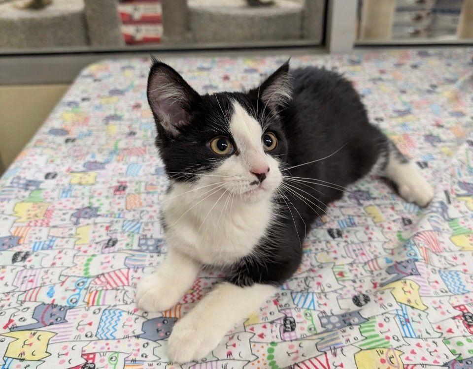 Persephone, adopted, Kitten Female Domestic Short Hair.