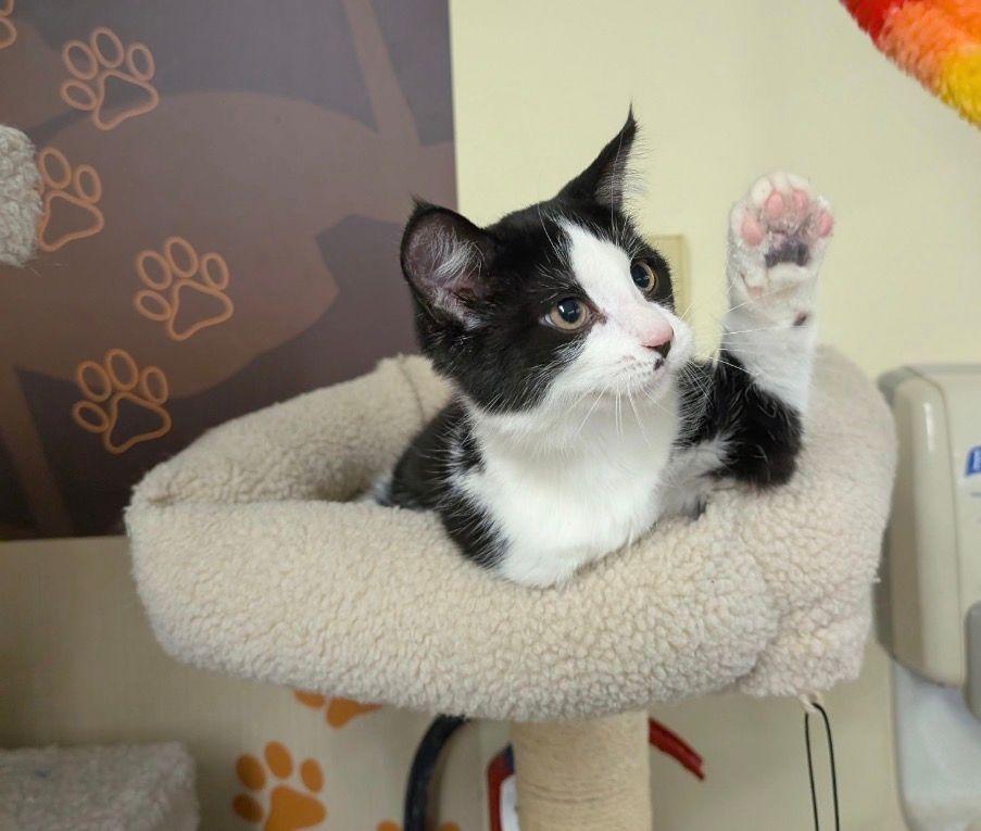 Enlarge Persephone, an adopted Domestic Short Hair in Lake Orion, MI image 2/5