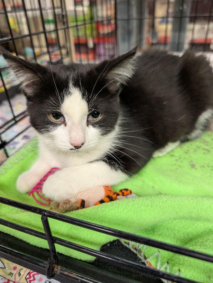 Enlarge Persephone, an adopted Domestic Short Hair in Lake Orion, MI image 5/5