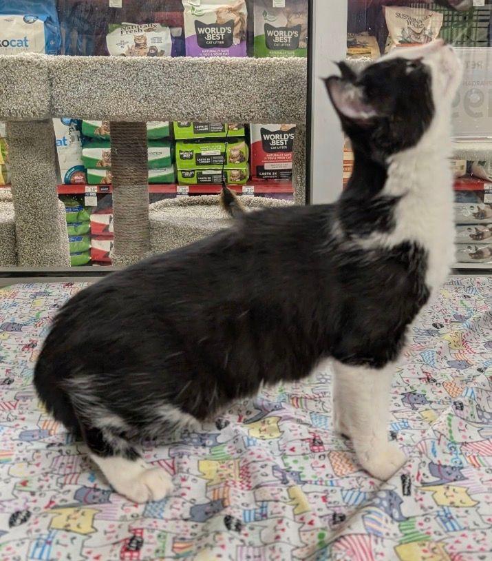 Enlarge Persephone, an adopted Domestic Short Hair in Lake Orion, MI image 3/5