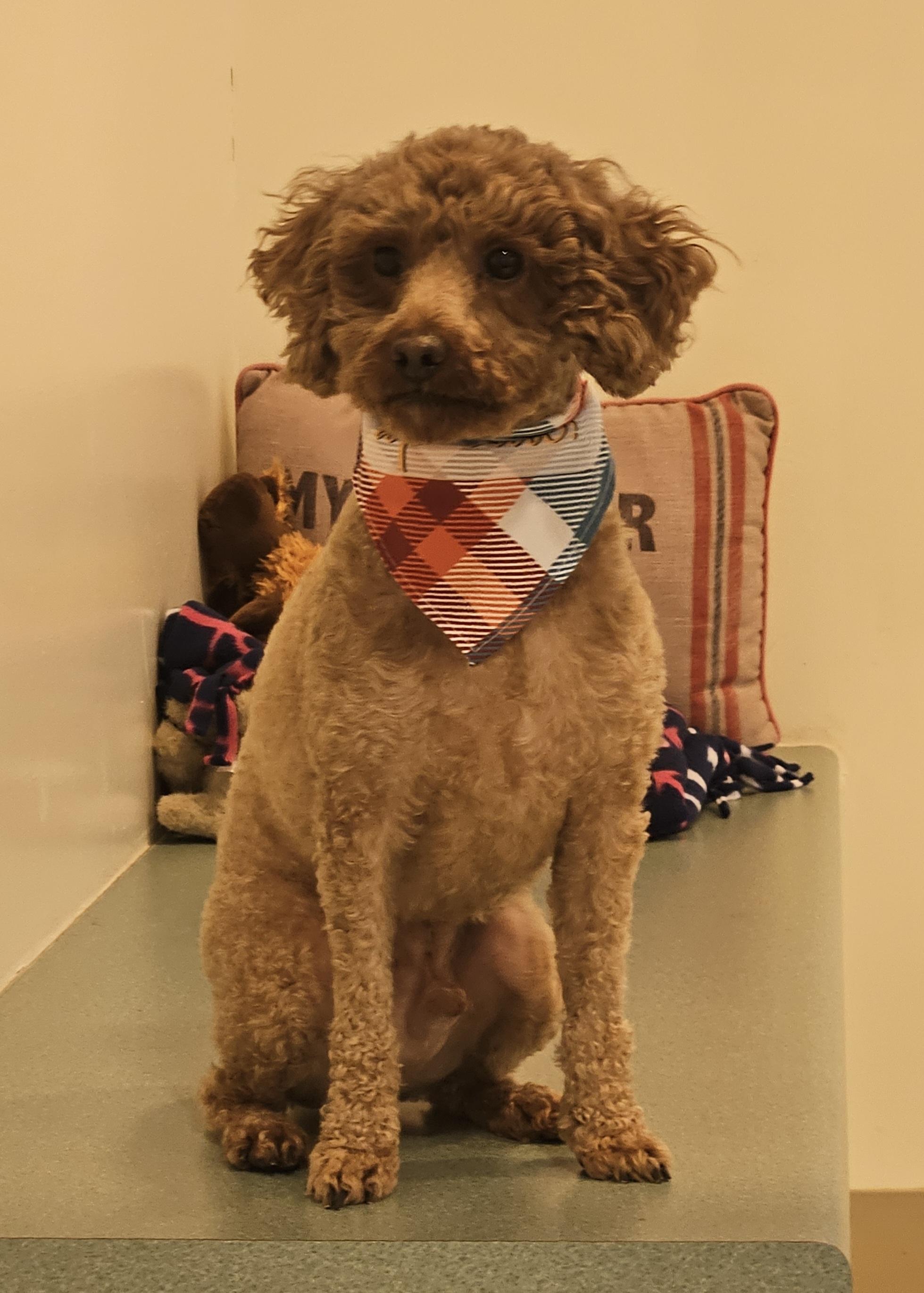 Louie, ADOPTABLE, Adult Male Miniature Poodle.