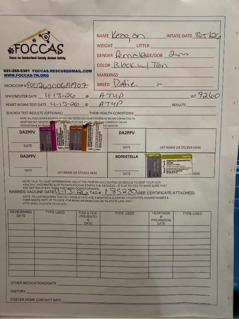 Enlarge KEAGAN, a Adopted Rottweiler in Crossville, TN image 1/3