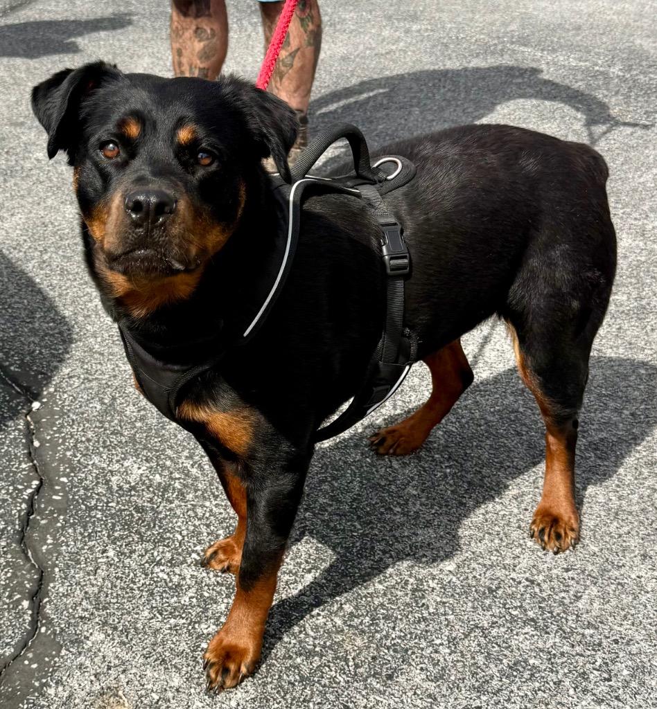 Enlarge KEAGAN, a Adopted Rottweiler in Crossville, TN image 2/3