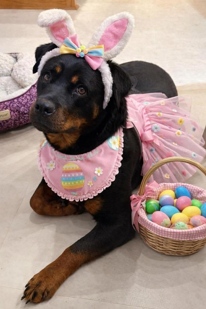 Enlarge KEAGAN, a Adopted Rottweiler in Crossville, TN image 3/3