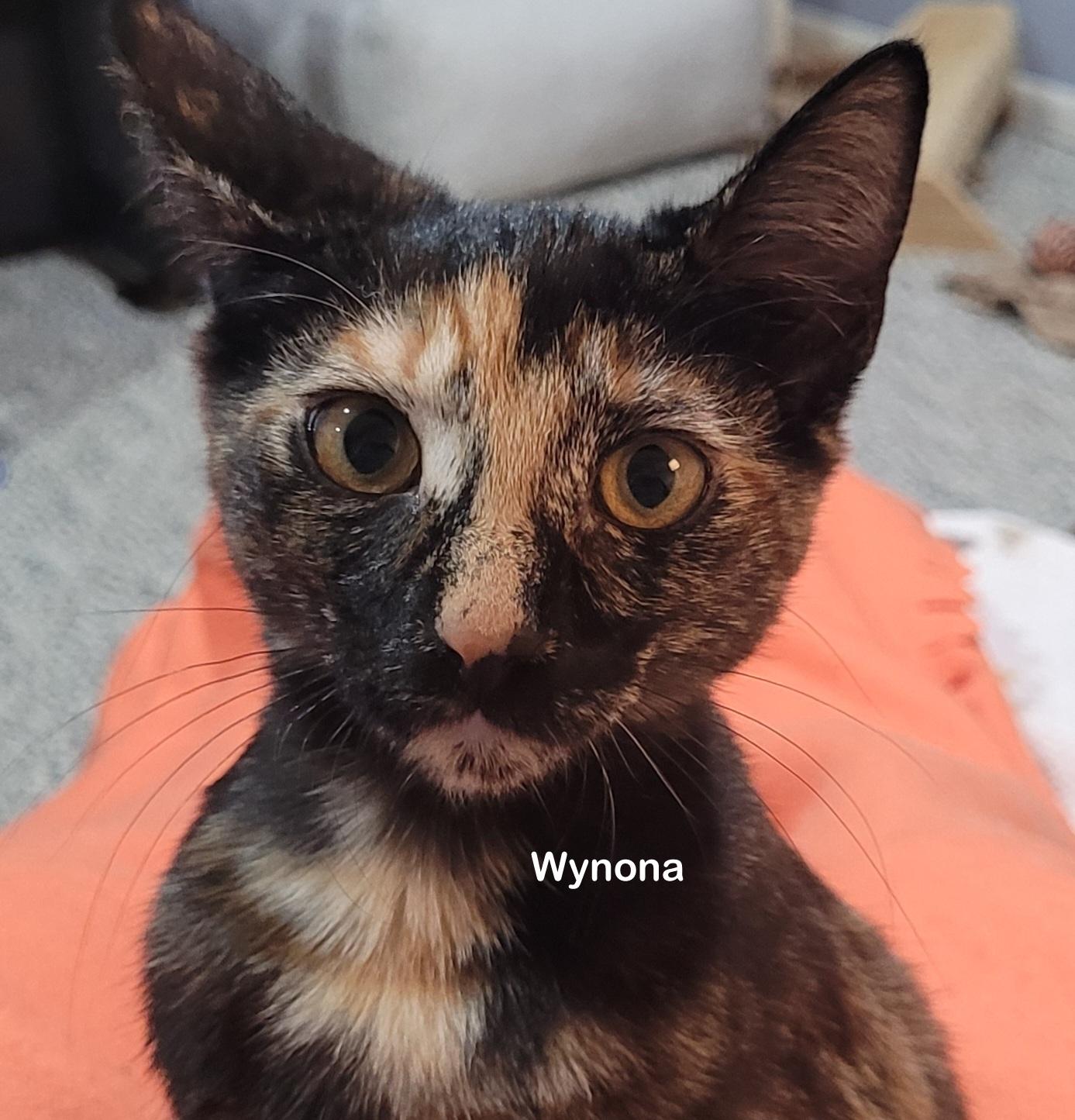 Wynona, Adoptable, Young Female Tortoiseshell.