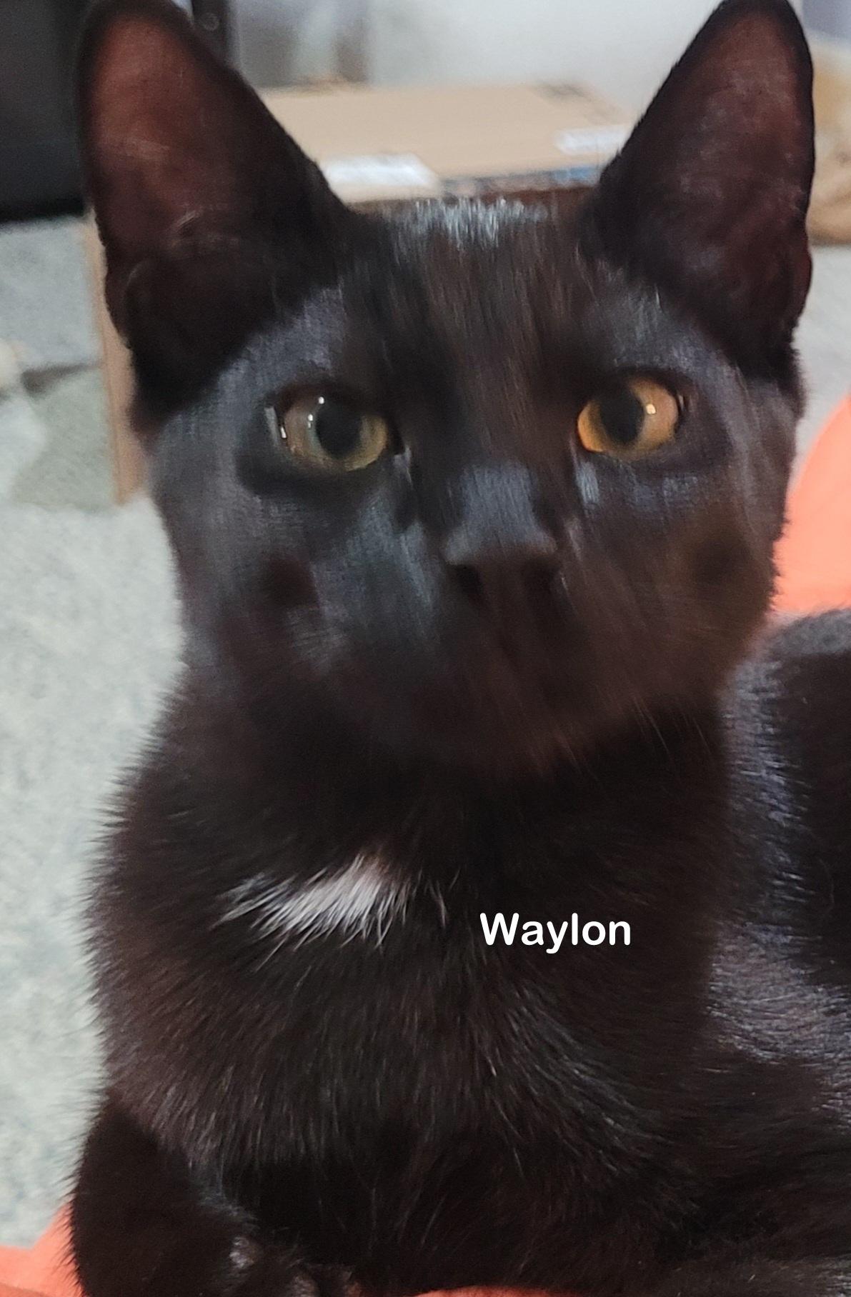 Enlarge Wynona, a Adoptable Tortoiseshell in Portland, OR image 4/6