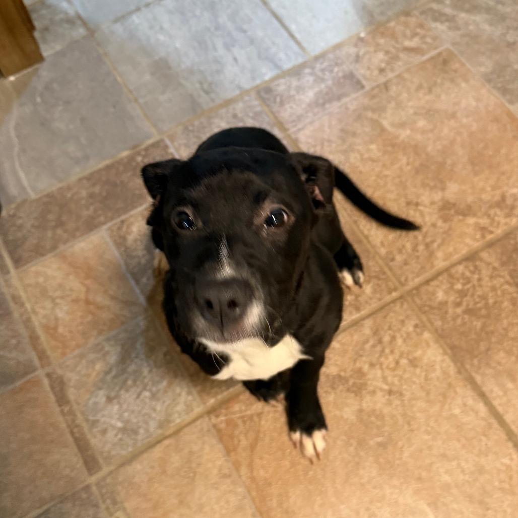 Pepper, a Adoptable Black Labrador Retriever in Manhattan, IL image 1/2