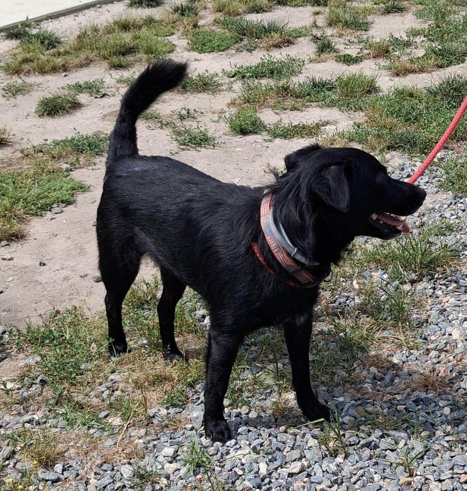 Dahwg, a ADOPTABLE Labrador Retriever in Gloucester, VA image 4/4