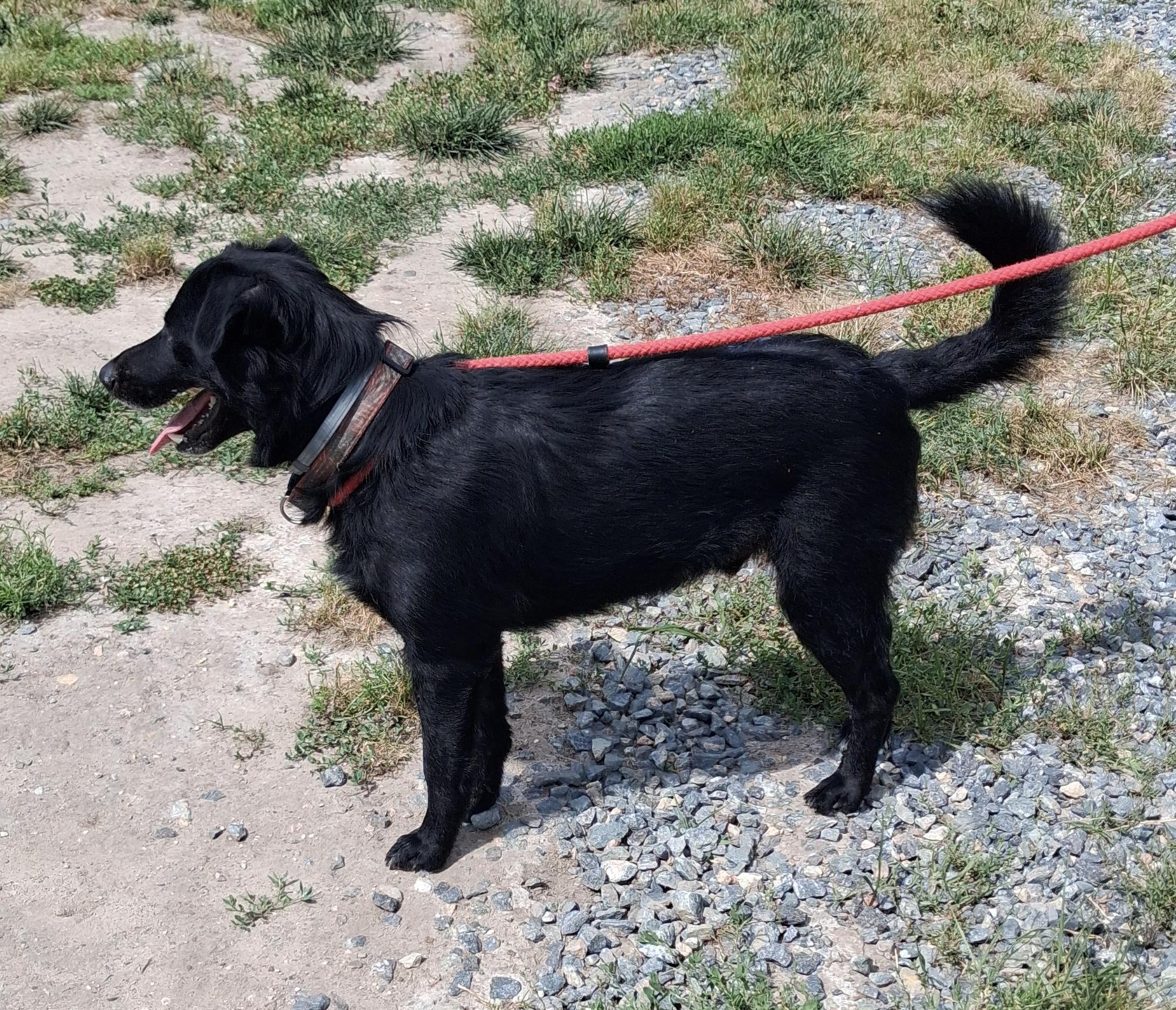Dahwg, a ADOPTABLE Labrador Retriever in Gloucester, VA image 3/4