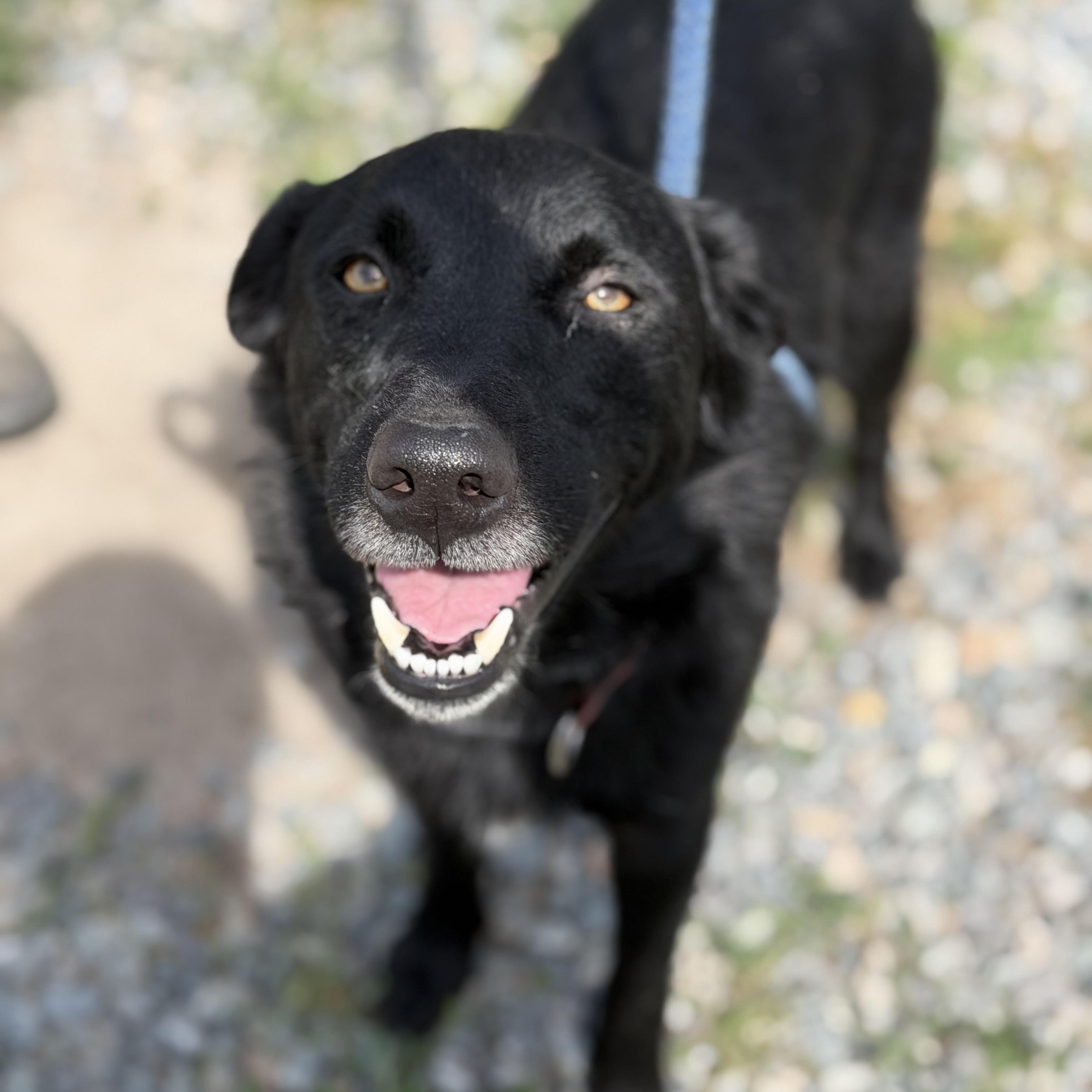 Dahwg, a ADOPTABLE Labrador Retriever in Gloucester, VA image 1/4