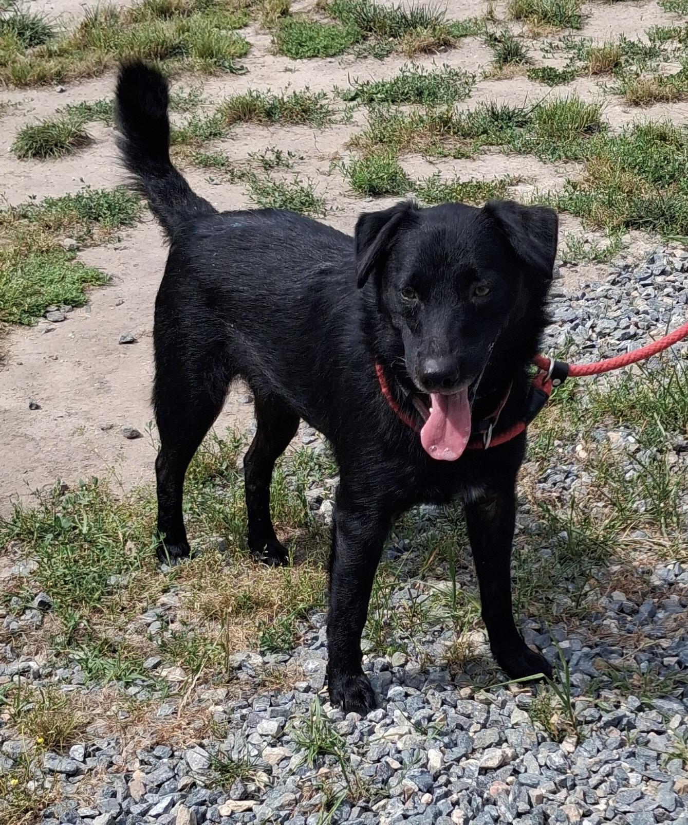 Dahwg, a ADOPTABLE Labrador Retriever in Gloucester, VA image 2/4