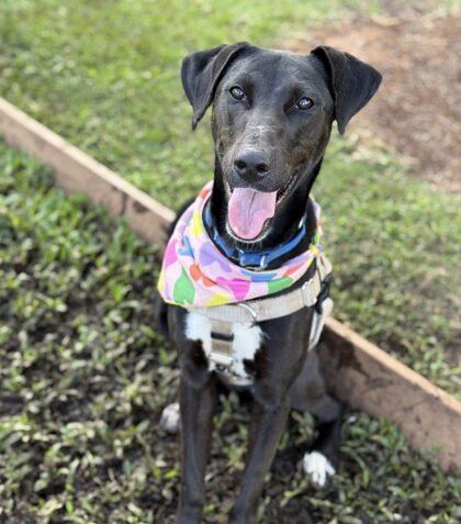 Enlarge Kailua, an adopted mixed breed in Truckee, CA image 1/1