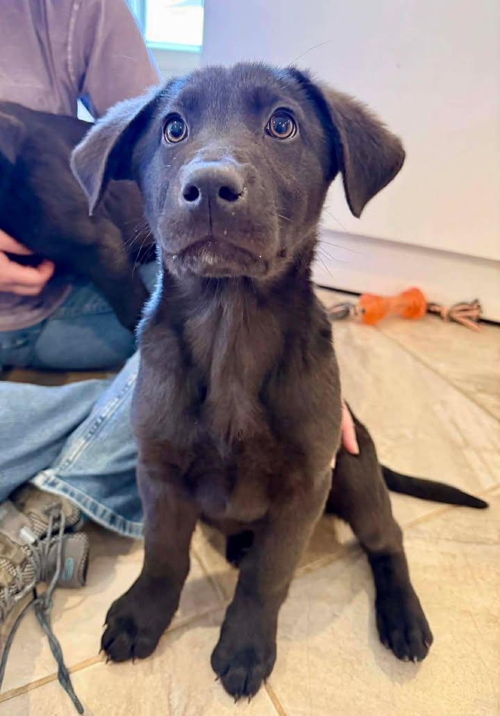 Enlarge Cupid, an adopted mixed breed in Guntersville, AL image 3/3