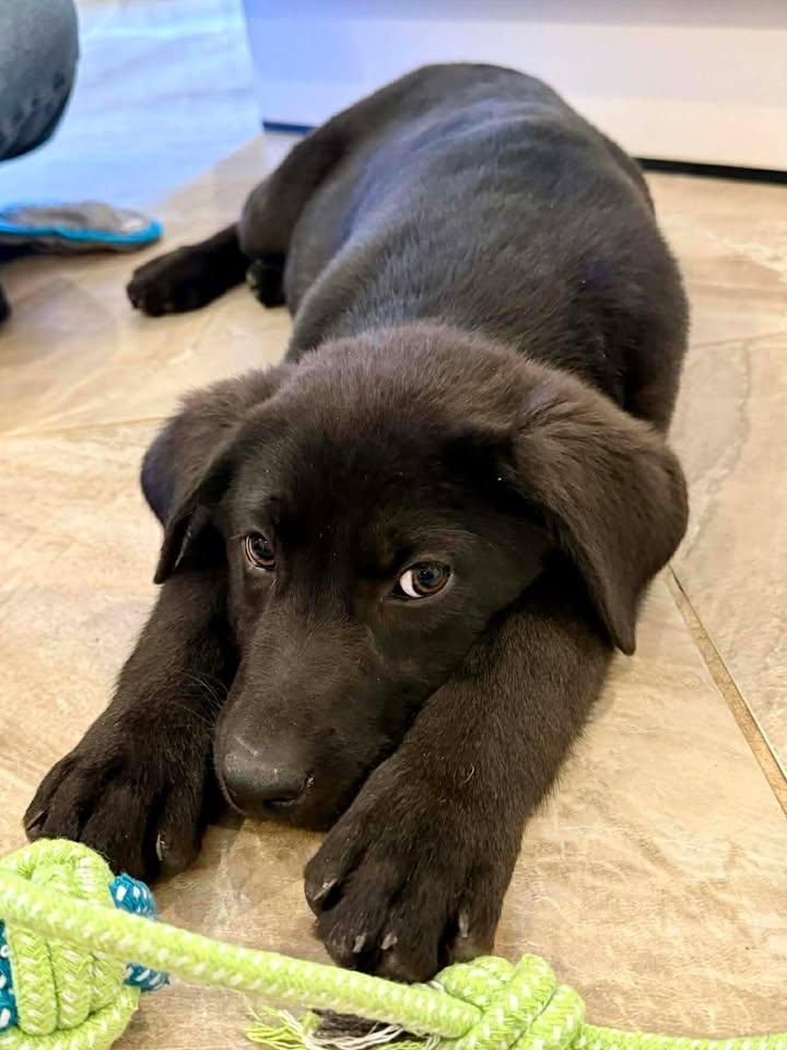 Cupid, adopted, Young Male Black Labrador Retriever.