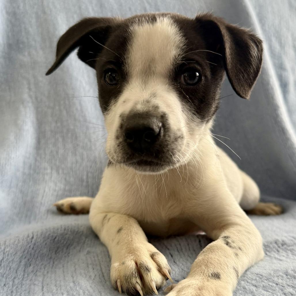 Enlarge NY Phoenix (Foster in Mahopac), a Adoptable mixed breed in Patterson, NY image 1/4