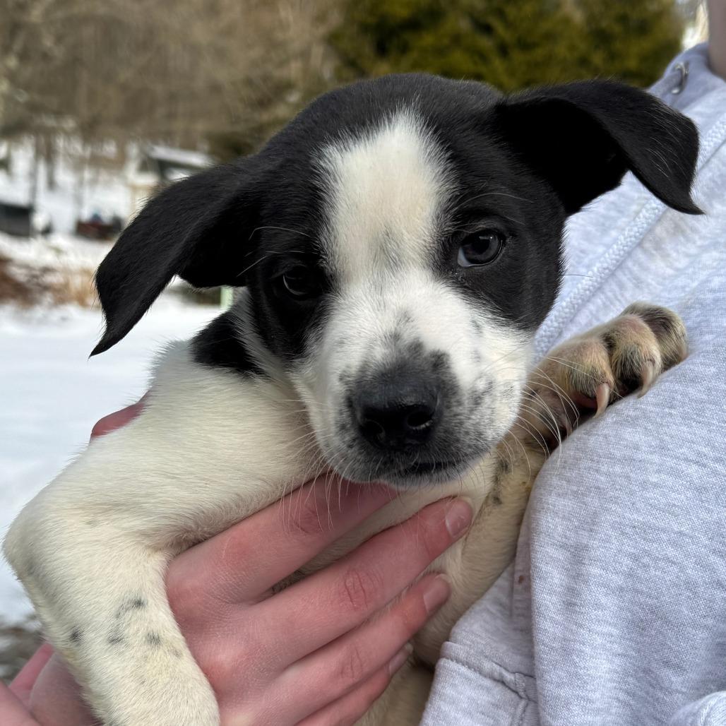 Enlarge NY Phoenix (Foster in Mahopac), a Adoptable mixed breed in Patterson, NY image 3/4