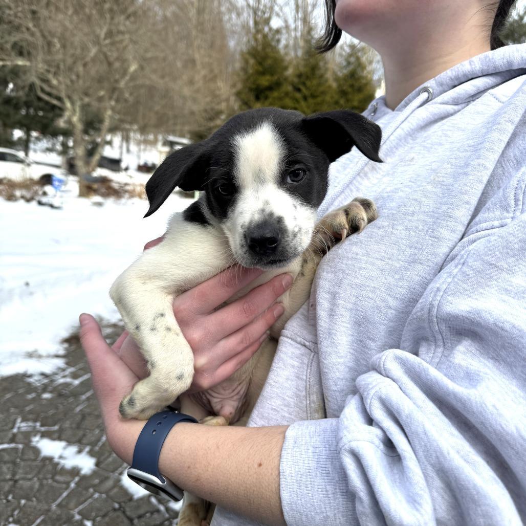 Enlarge NY Phoenix (Foster in Mahopac), a Adoptable mixed breed in Patterson, NY image 4/4