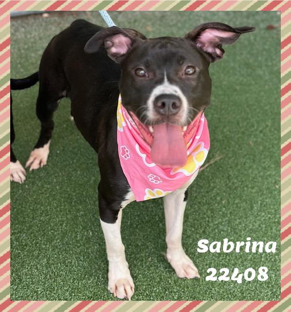 Enlarge SABRINA see also MIRA, a ADOPTABLE mixed breed in Marietta, GA image 3/5