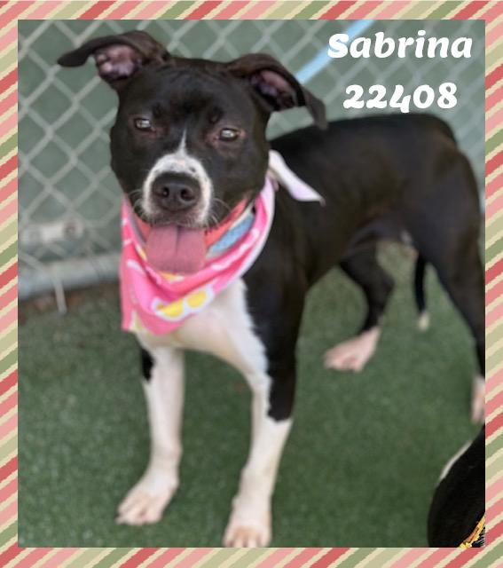 Enlarge SABRINA see also MIRA, a ADOPTABLE mixed breed in Marietta, GA image 2/5