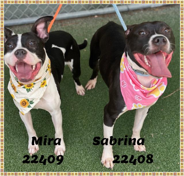 Enlarge SABRINA see also MIRA, a ADOPTABLE mixed breed in Marietta, GA image 5/5