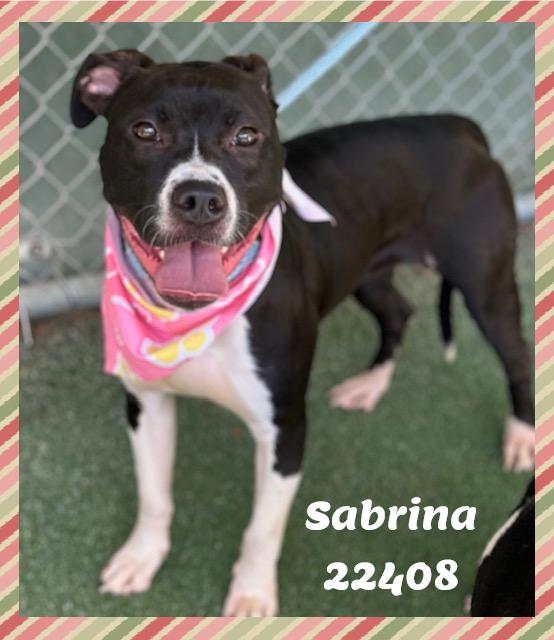 Enlarge SABRINA see also MIRA, a ADOPTABLE mixed breed in Marietta, GA image 4/5