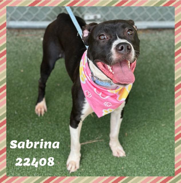 Enlarge SABRINA see also MIRA, a ADOPTABLE mixed breed in Marietta, GA image 1/5