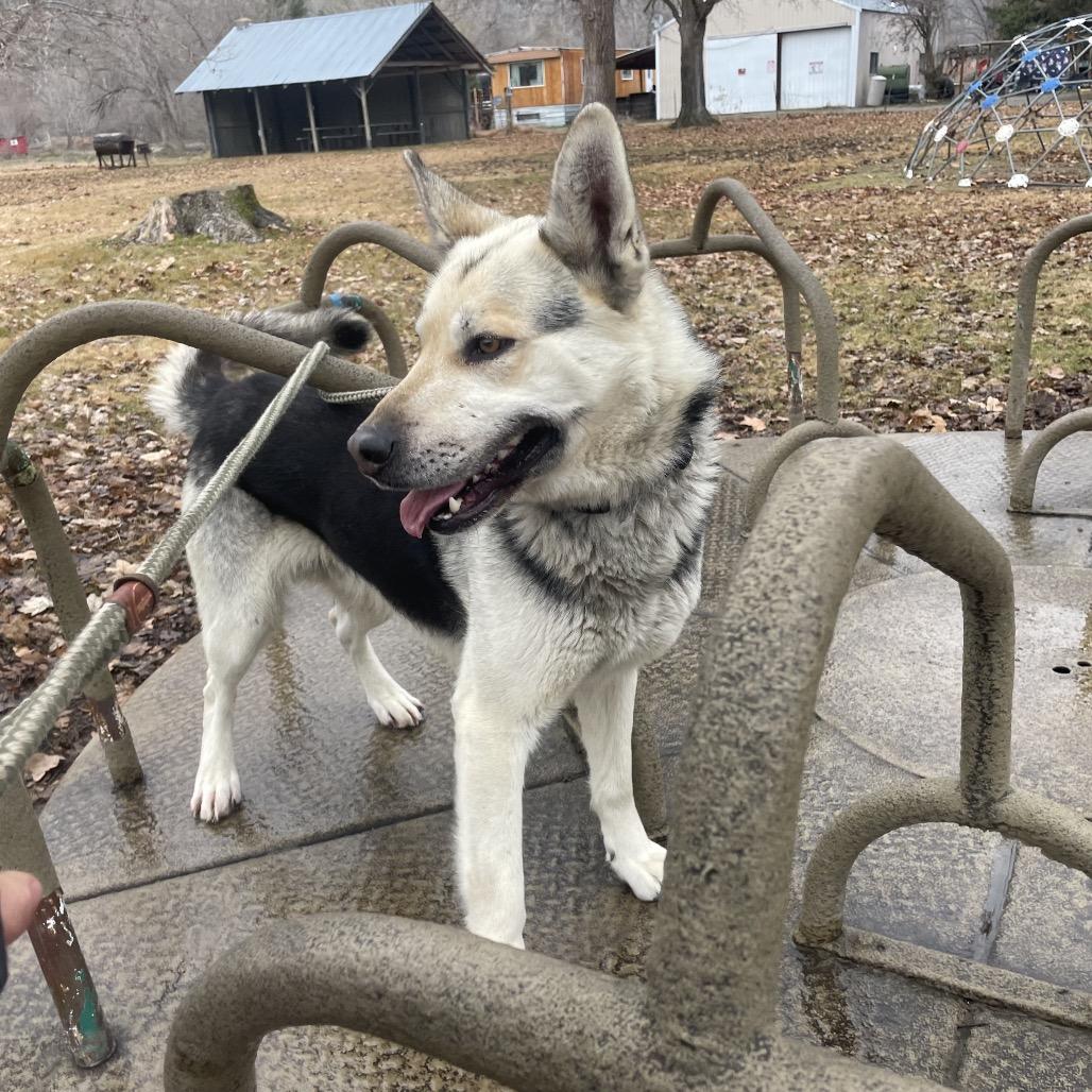 Enlarge Brody, a Adoptable mixed breed in Tacoma, WA image 1/6