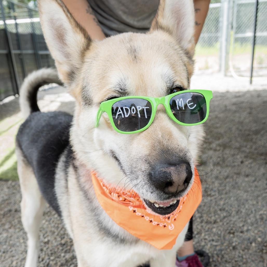 Brody, a Adoptable mixed breed in Tacoma, WA image 2/6
