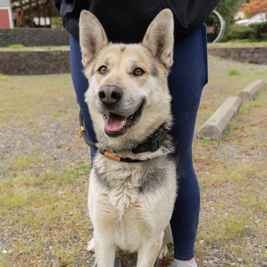 Enlarge Brody, a Adoptable mixed breed in Tacoma, WA image 2/6