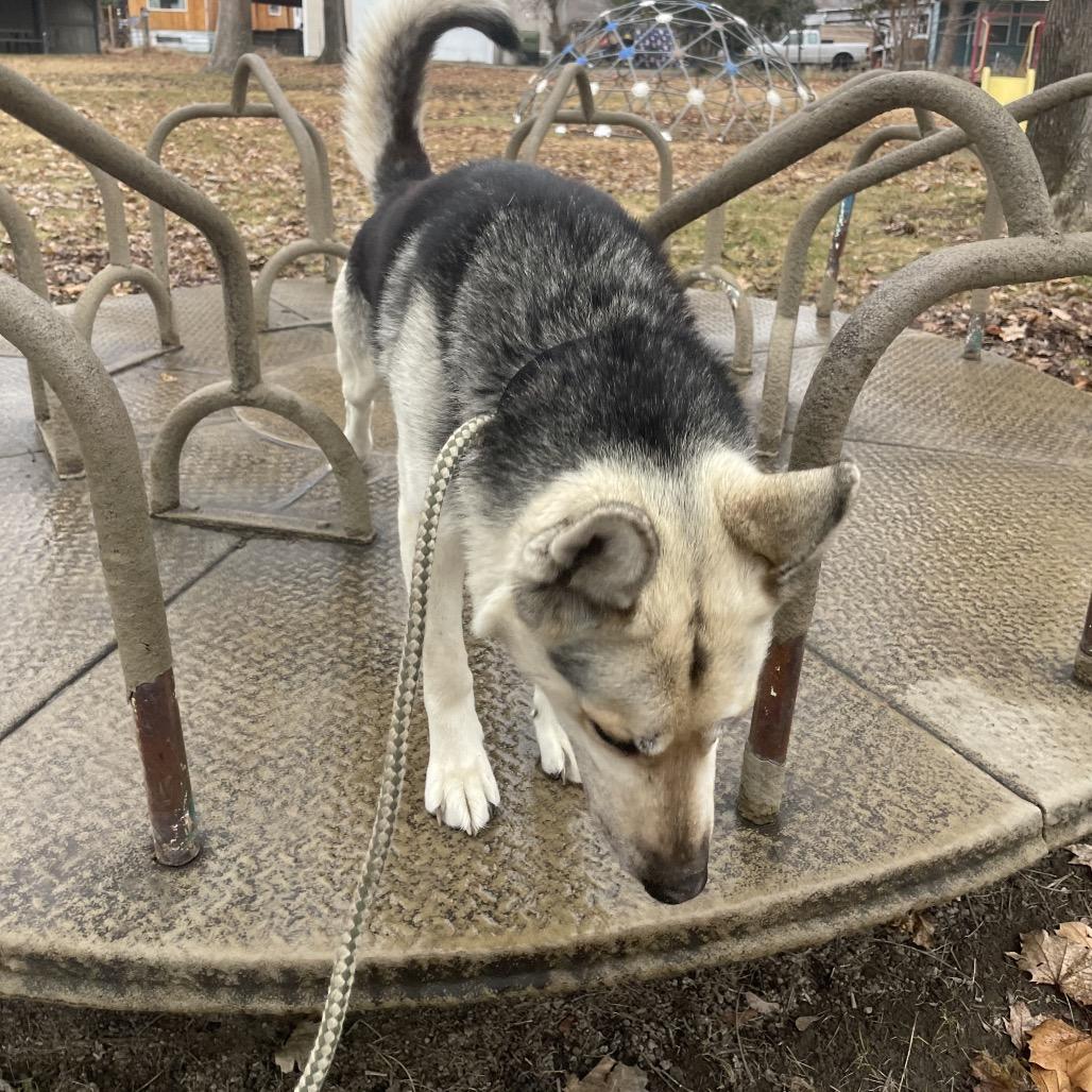 Enlarge Brody, a Adoptable mixed breed in Tacoma, WA image 2/6