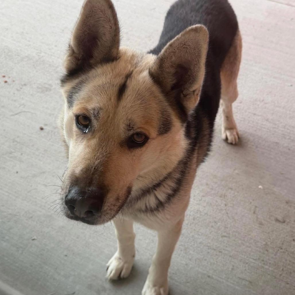 Enlarge Brody, a Adoptable mixed breed in Tacoma, WA image 3/6