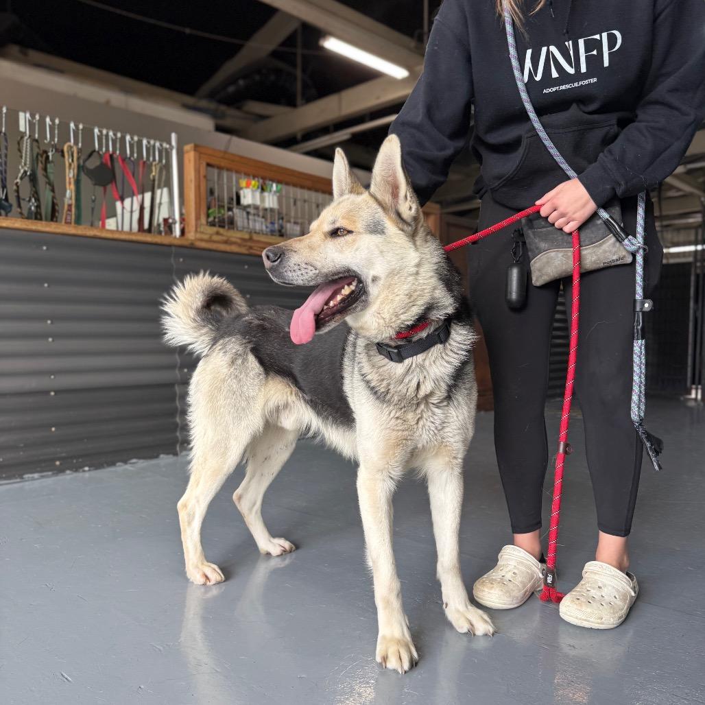 Enlarge Brody, a Adoptable mixed breed in Tacoma, WA image 4/6